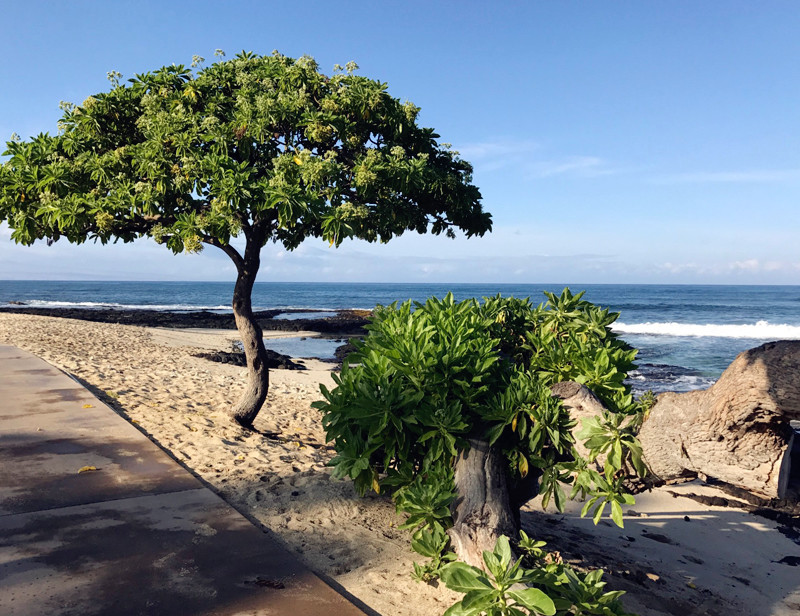 ../Images/LIAO,SHU-CHEN.Four Seasons Resort Hualalai (6).jpg